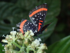 Amarynthis meneria