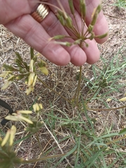 Pelargonium rapaceum