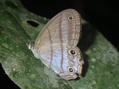 Amiga arnaca