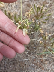 Pelargonium rapaceum