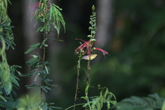 Dicaeum trigonostigma