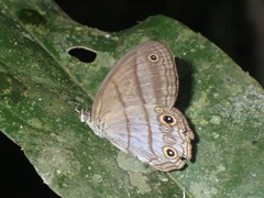Amiga arnaca