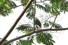Ptilinopus melanospilus