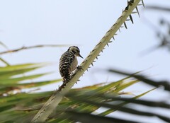 Dendrocopos analis