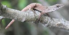Anolis sagrei