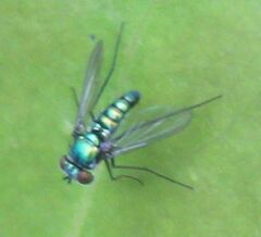 Condylostylus armipes
