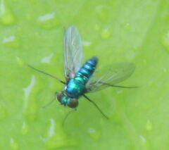 Condylostylus armipes