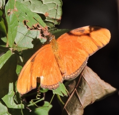 Dryas iulia moderata
