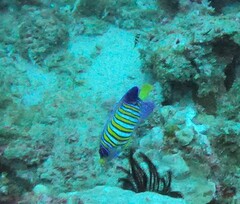 Pygoplites diacanthus