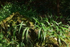 Setaria plicata