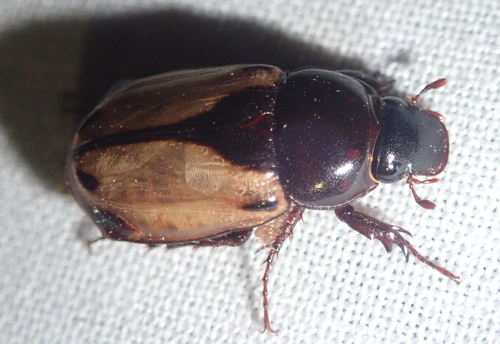Aspidolea bleuzeni