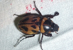 Cyclocephala marginalis