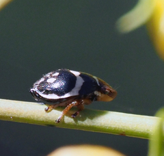 Bathyllus albicinctus
