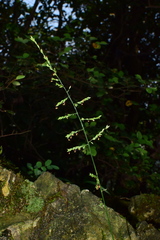 Setaria plicata