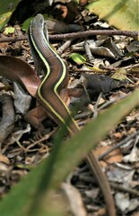 Gerrhosaurus flavigularis