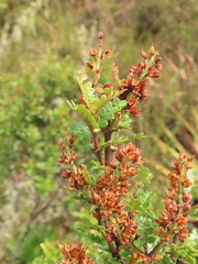 Weinmannia fagaroides