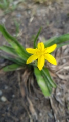 Hypoxis decumbens