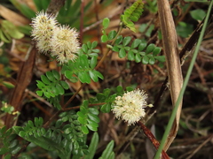 Weinmannia fagaroides
