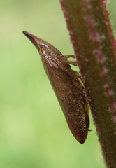 Membracoidea