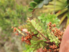 Weinmannia fagaroides