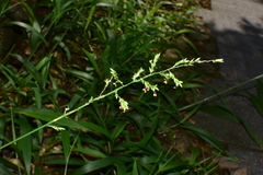Setaria plicata