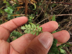 Weinmannia fagaroides