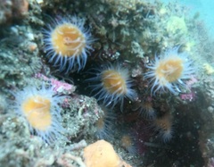 Anthothoe albocincta