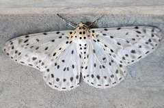 Antipercnia belluaria