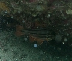 Ostorhinchus limenus