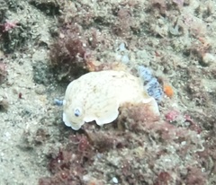 Aphelodoris varia