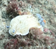 Aphelodoris varia