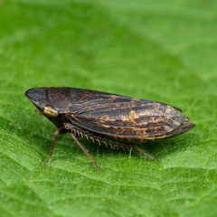 Aphrodes makarovi