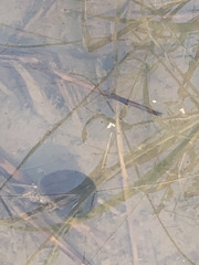 Pomacea canaliculata