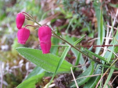 Daboecia azorica