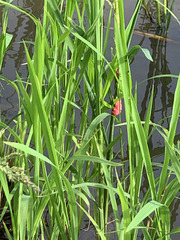 Pomacea canaliculata