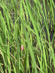 Pomacea canaliculata