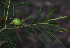 Persoonia virgata