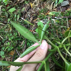 Kalanchoe integra