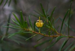 Persoonia virgata