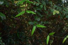 Vincetoxicum silvestre