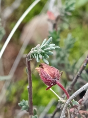 Fumana ericifolia