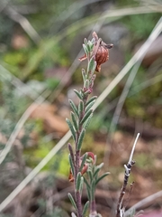 Fumana ericifolia