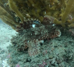 Scorpaena jacksoniensis