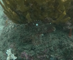 Scorpaena jacksoniensis