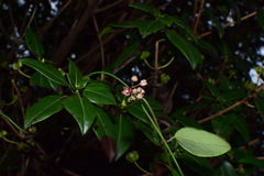 Vincetoxicum silvestre