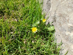 Ficaria verna calthifolia