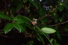 Vincetoxicum silvestre