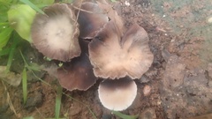 Agaricales