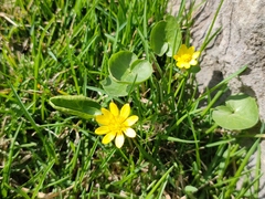 Ficaria verna calthifolia