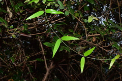 Vincetoxicum silvestre